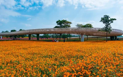 Schwammland und Blumenmeer
