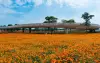 Schwammland und Blumenmeer